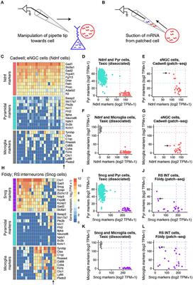 Assessing Transcriptome Quality in Patch-Seq Datasets